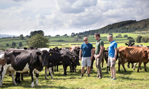 Farmer and vet in field with cows